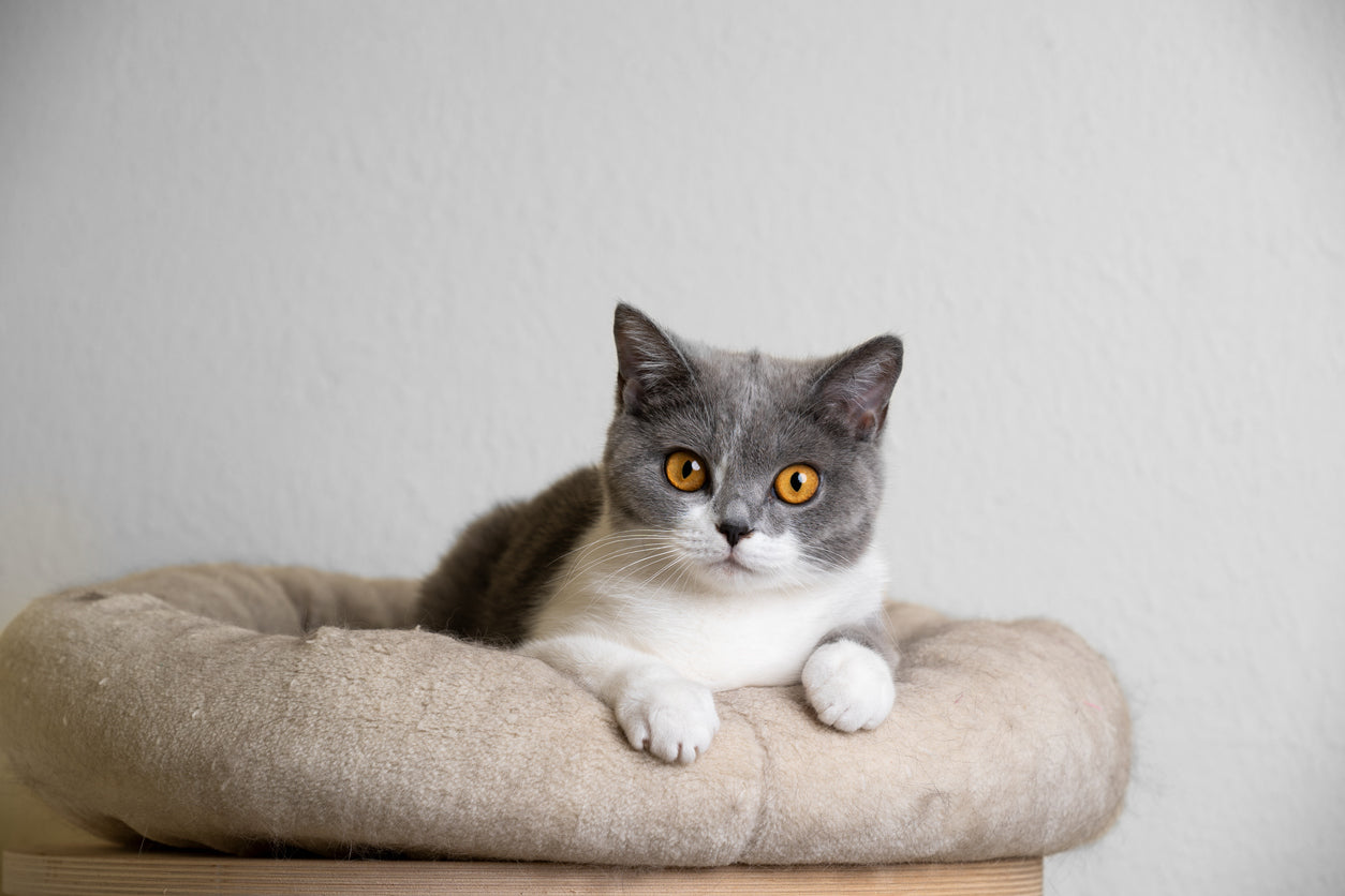 Katzenbetten & Katzenkörbe