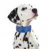 PROCYON Kühl-Bandana für Hunde